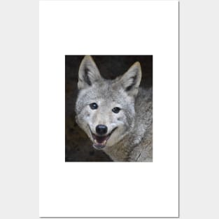 Coyote Posters and Art